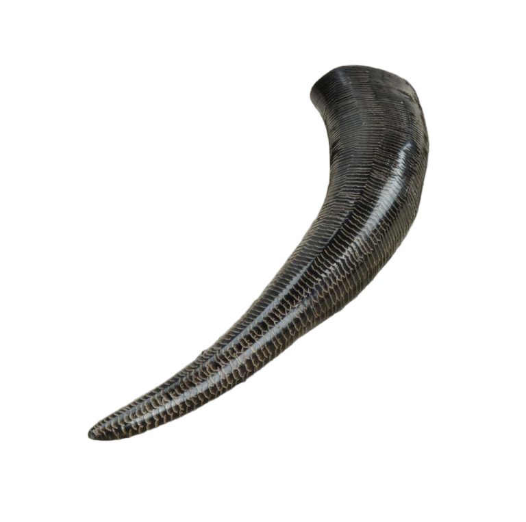 Buffalo Drinking Horn