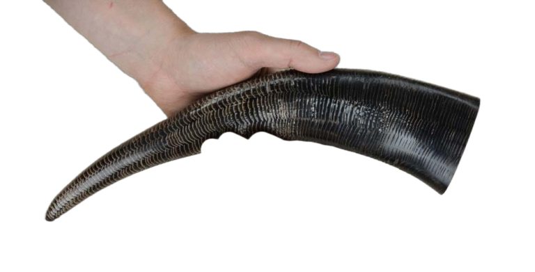 Buffalo Drinking Horn